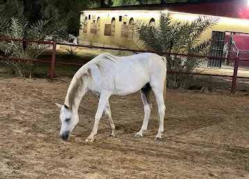 2MA STABLE