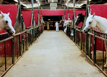 2MA STABLE