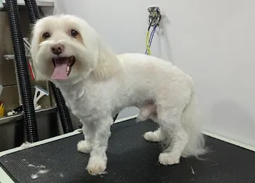 800-GROOM Pets in the City Mobile Grooming