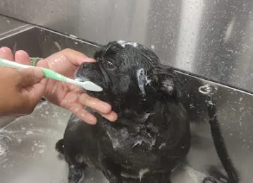 800-GROOM Pets in the City Mobile Grooming