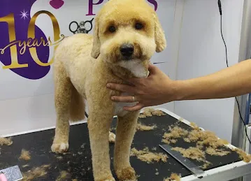800-GROOM Pets in the City Mobile Grooming