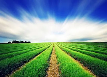 AAAID (Arab Authority for Agricultural Investment and Development) | Dubai
