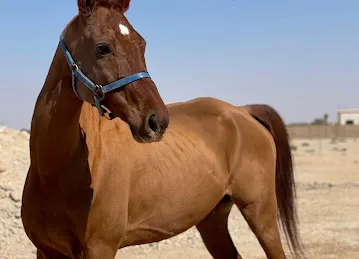 AAD Stables