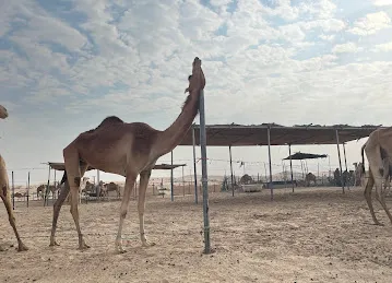 Abu Dhabi Desert Safari
