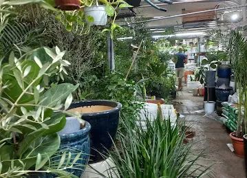 Abu Dhabi Flowers and Nursery Market