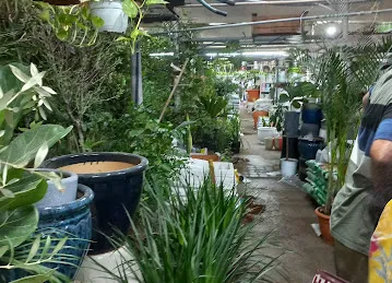 Abu Dhabi Flowers and Nursery Market