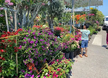 Abu Dhabi Flowers and Nursery Market