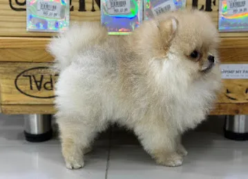 Abu Dhabi pet Shop