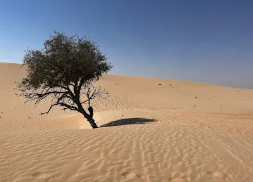 Abu Dhabi Safari