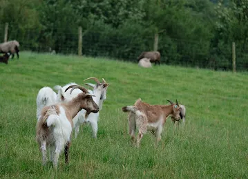abudhabi