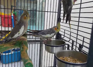 Aburwash birds tradin est