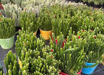 Acacia - Mushrif Nursery