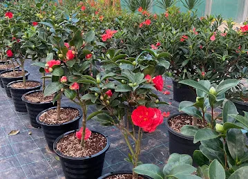 Acacia - Mushrif Nursery