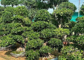 Acacia - Mushrif Nursery