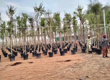 Acacia Nursery RAK
