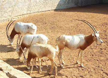 afnanfarm
