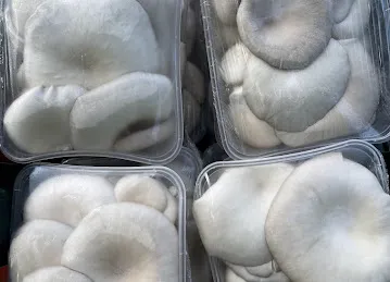 AIQ FOODSTUFF TRADING / oyster mushroom / 迪拜山东蔬果/迪拜平菇供应商