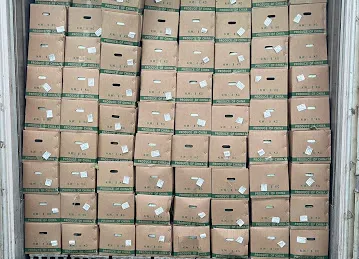 AIQ FOODSTUFF TRADING / oyster mushroom / 迪拜山东蔬果/迪拜平菇供应商