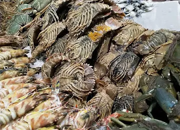 Al Adeeb Fish Trading L.L.C