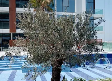al aik swimming pool