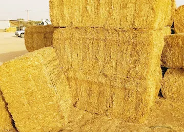 Al Ain aanka port