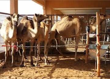 Al Ain Camel Market