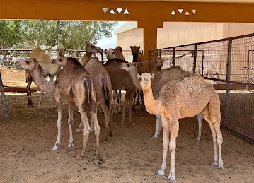 Al Ain Camel Market