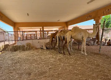 Al Ain Camel Market
