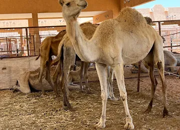 Al Ain Camel Market