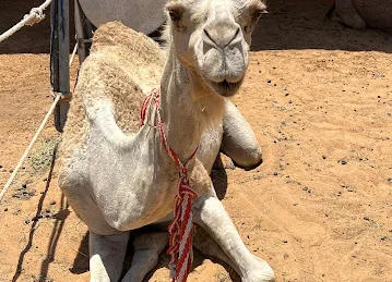 Al Ain Camel Market