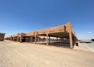 Al Ain Camel Market