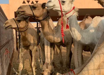 Al Ain Camel Market