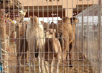 Al Ain Camel Market