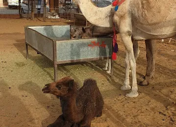Al Ain Camel Market
