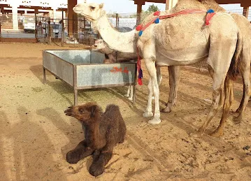 Al Ain Camel Market