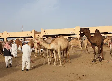 Al Ain Camel Market