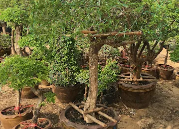 Al Bawadi Plants And Tree Nurseries Trading Co. L.L.C