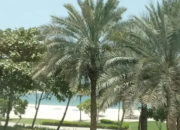 Al Dabas, Shoreline 2