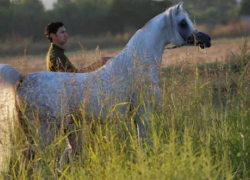 Al Dar Stud