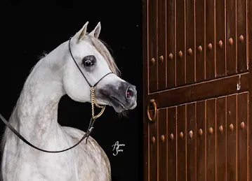 Al Dar Stud