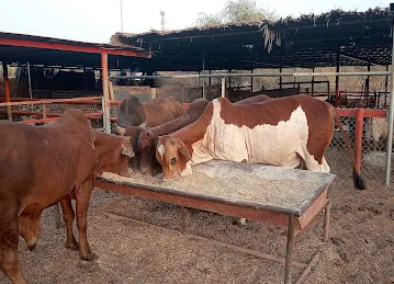 AL DHABI LIVESTOCK FARM