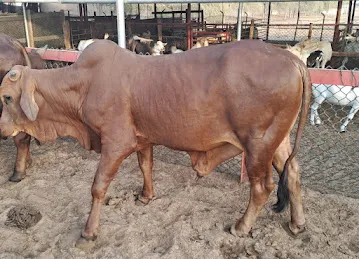 AL DHABI LIVESTOCK FARM