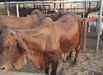 AL DHABI LIVESTOCK FARM