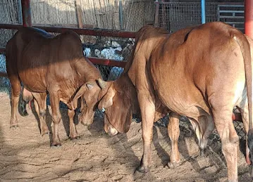 AL DHABI LIVESTOCK FARM
