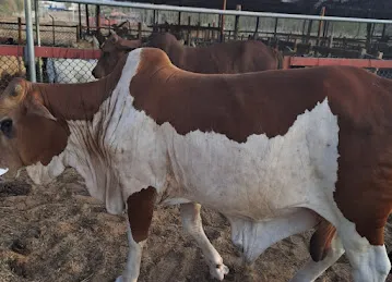AL DHABI LIVESTOCK FARM