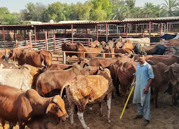 AL DHABI LIVESTOCK FARM