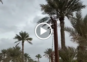Al Dhaid Oasis واحة الذيد