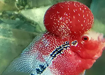 AL FALAHA ORNAMENTAL FISH TRD L.L.C