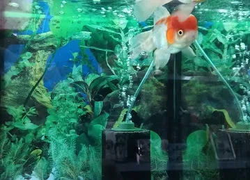 Al Faria Fish and Birds Trading LLC