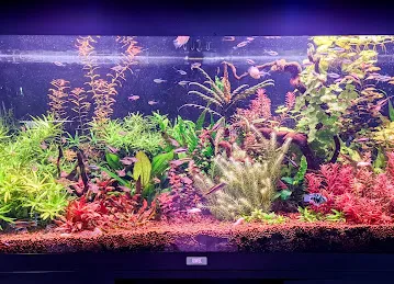 Al Faria Fish and Birds Trading LLC